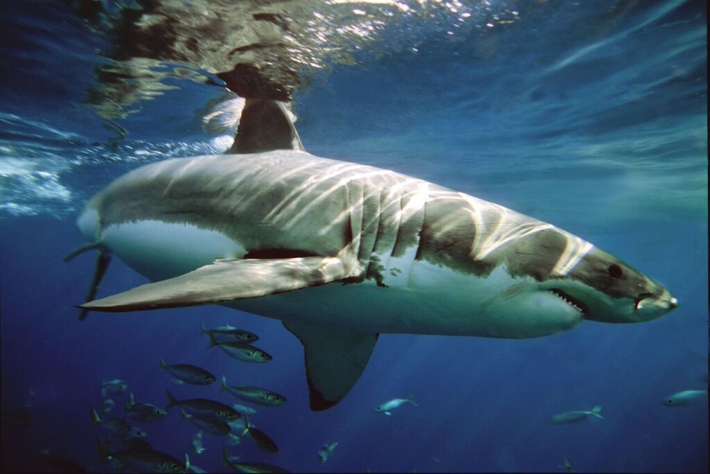 Aleta caudal del tiburón blanco