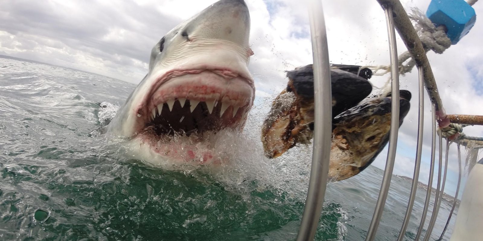Alimentación del tiburón blanco