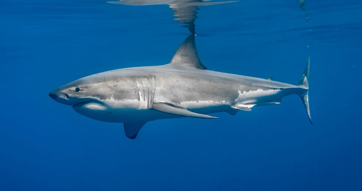 Anatomía del tiburón blanco