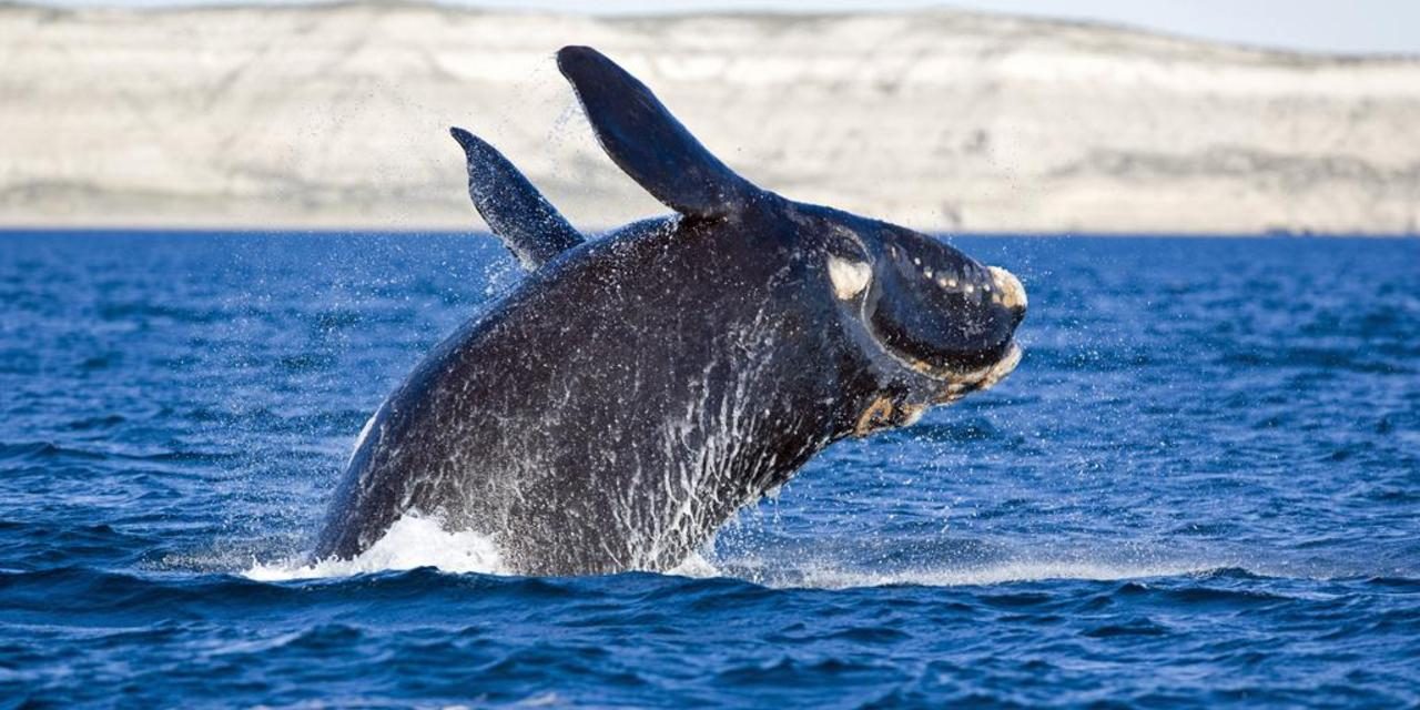 Curiosidades sobre las ballenas