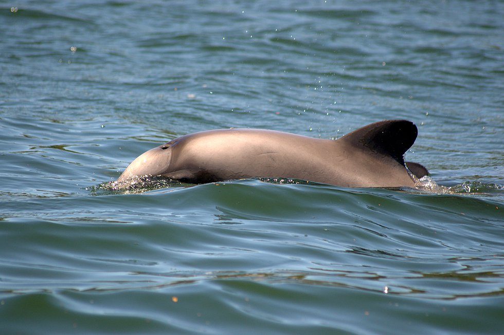Delfín austral (Lagenorhynchus australis)
