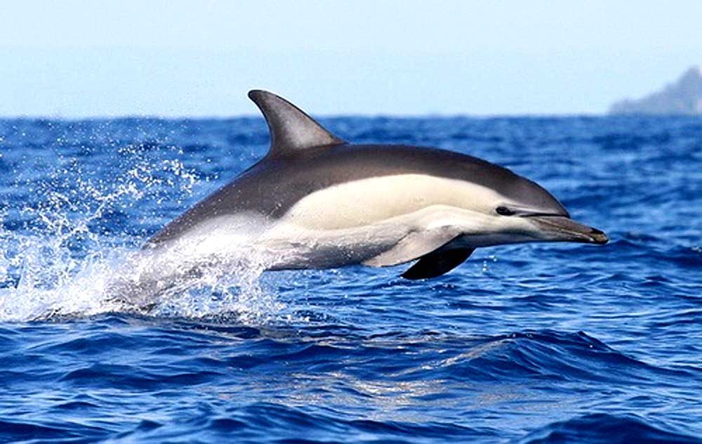 Delfín común costero (Delphinus capensis)