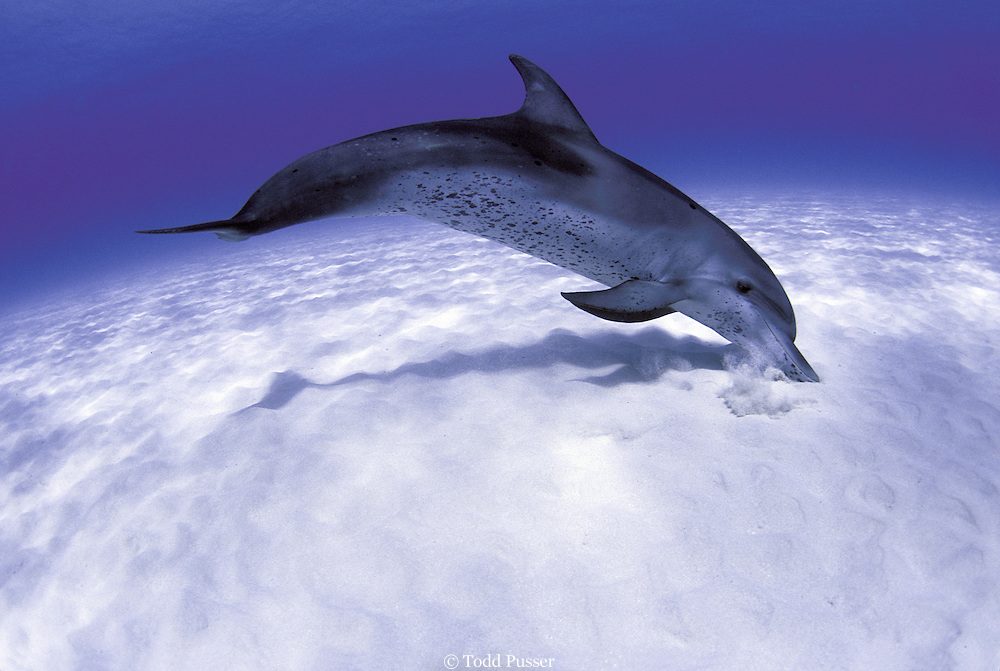 Delfín moteado (Stenella frontalis)