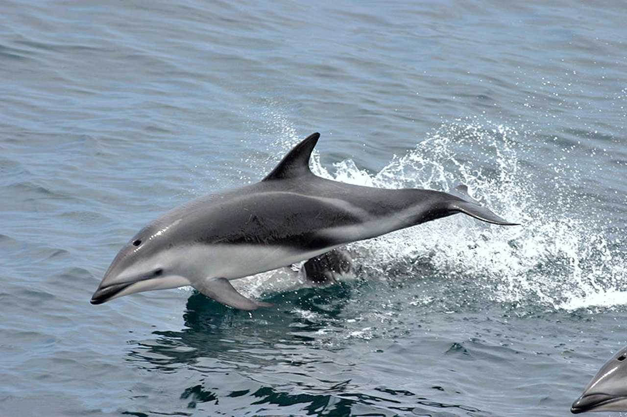 Delfín oscuro (Lagenorhynchus obscurus)