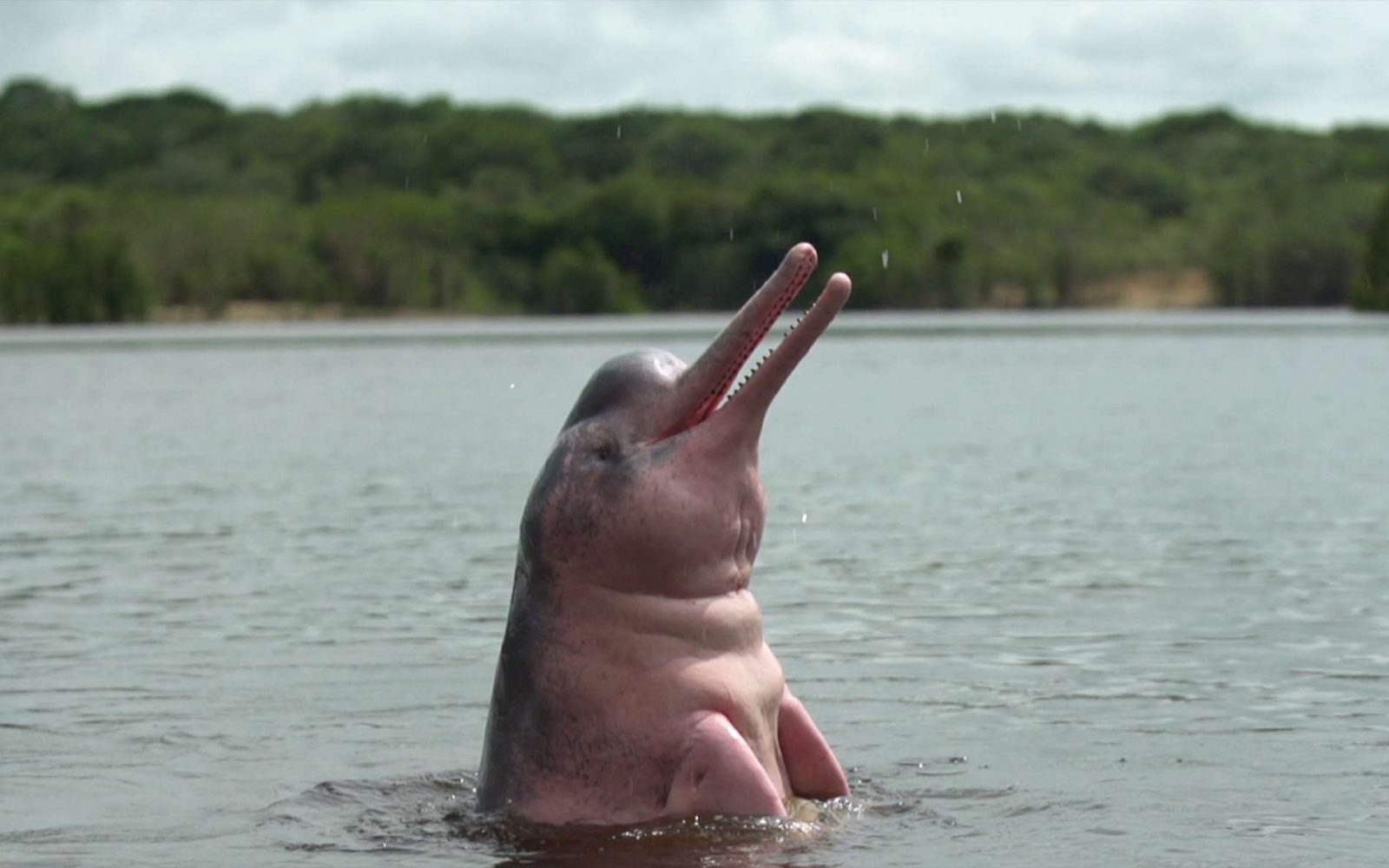 Delfín rosado