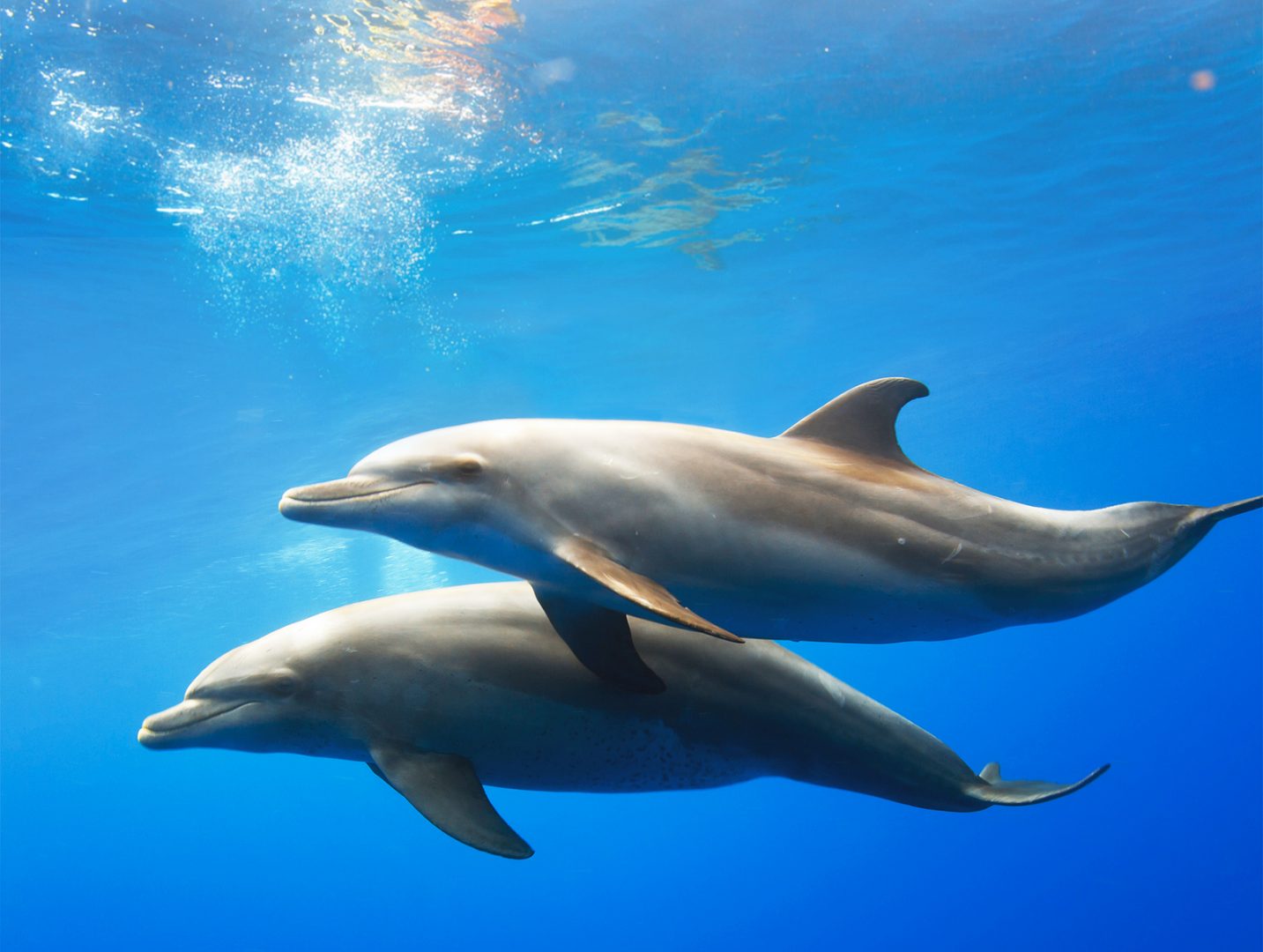 Etapas del cortejo de los delfines