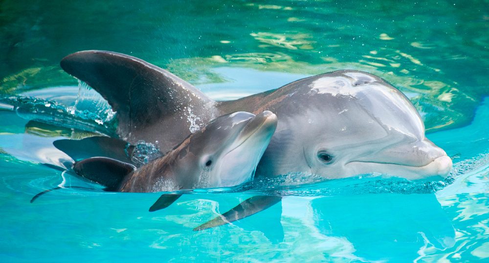 Fotos delfines