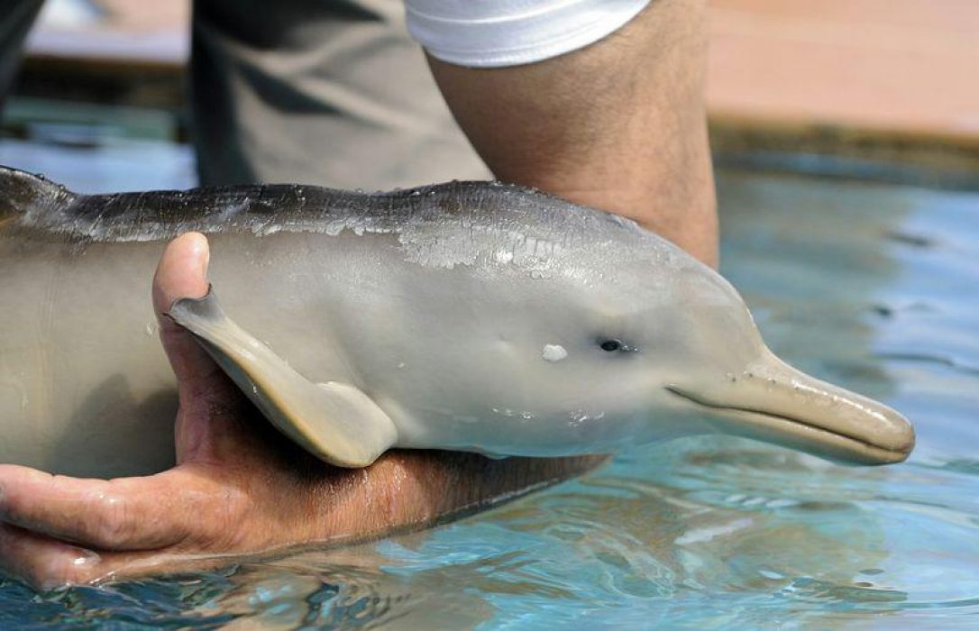 Imágenes de delfines de la Plata