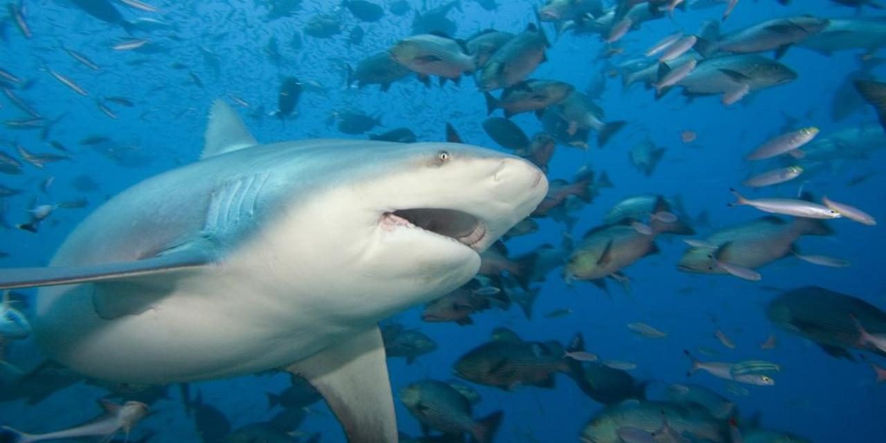 Imagenes divertidas de tiburones