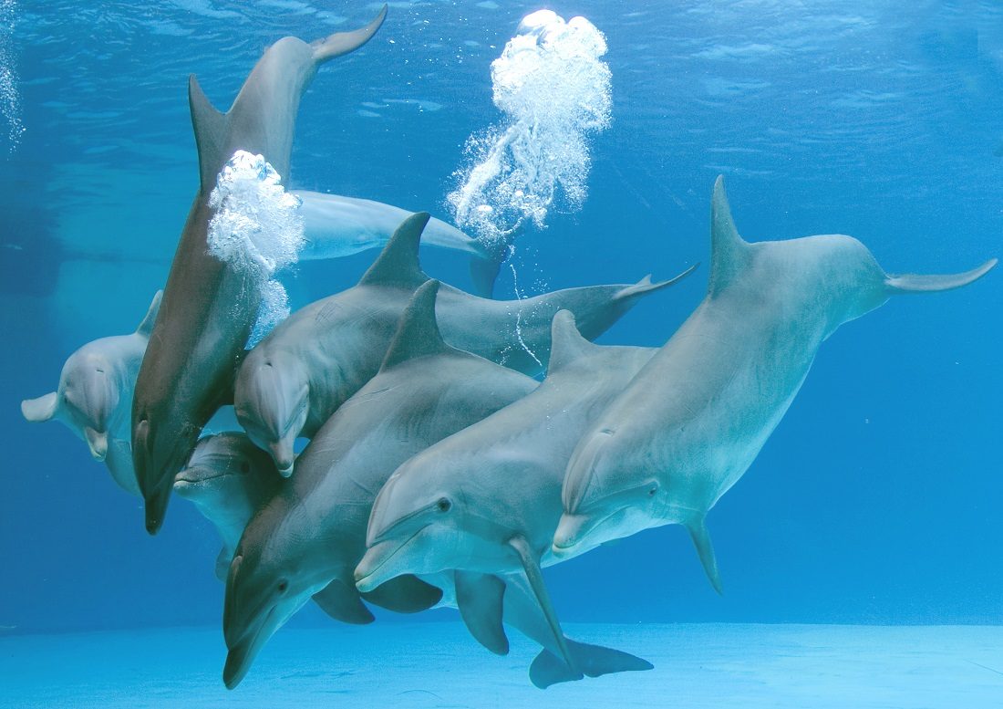Parto de los delfines
