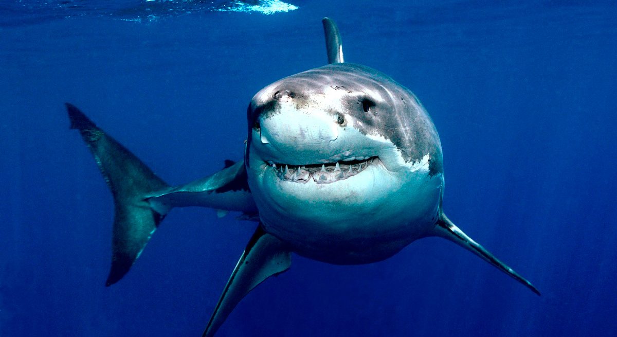http://www.areadelfines.com/Imagenes/tecnicas-de-ataque-del-tiburon-blanco.jpg