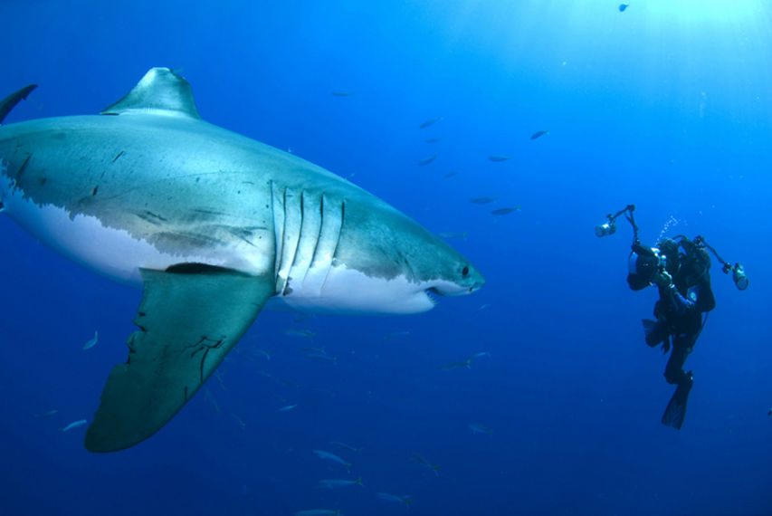 Tiburón blanco con un buceador