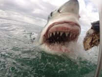 Alimentación del tiburón blanco
