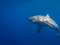 Características del tiburón blanco