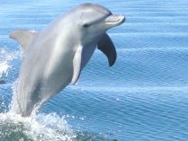 Características físicas de los delfines