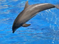 Cuánto miden los delfines