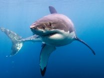 Cuerpo del tiburón blanco