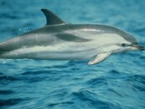 Delfín Blanco (albirostris Lagenorhynchus)