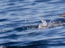 Delfín común oceánico (Delphinus delphis)