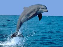Delfin saltando