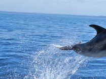 Delfines mular