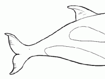 Dibujos de orcas para pintar