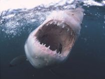 Dientes del tiburón blanco