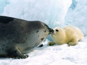 Especies de focas