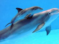 Familia de delfines