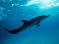Fotos de delfines
