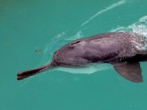 Imágenes de delfines del Ganges
