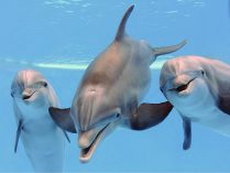 Imágenes de delfines mulares