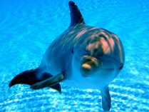 Imagenes de delfines