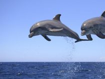 Imagenes divertidas de delfines