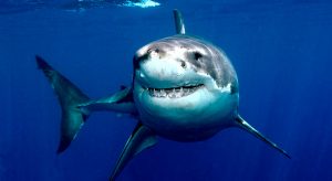Técnicas de ataque del tiburón blanco