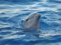 Vocalizaciones y sonidos de los delfines