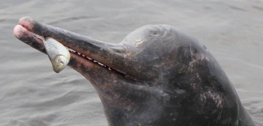 Características físicas de los delfines del Amazonas
