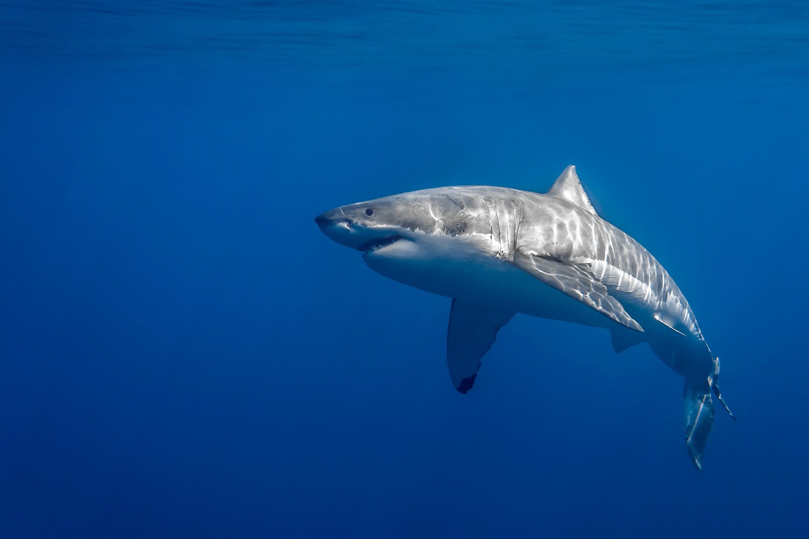 Características del tiburón blanco