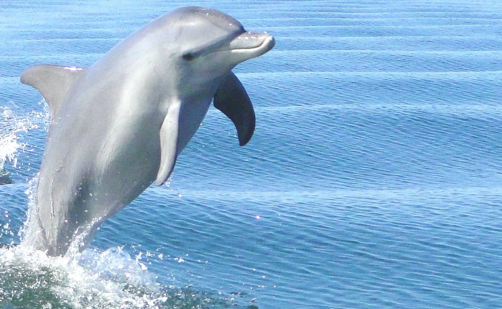 Características físicas de los delfines