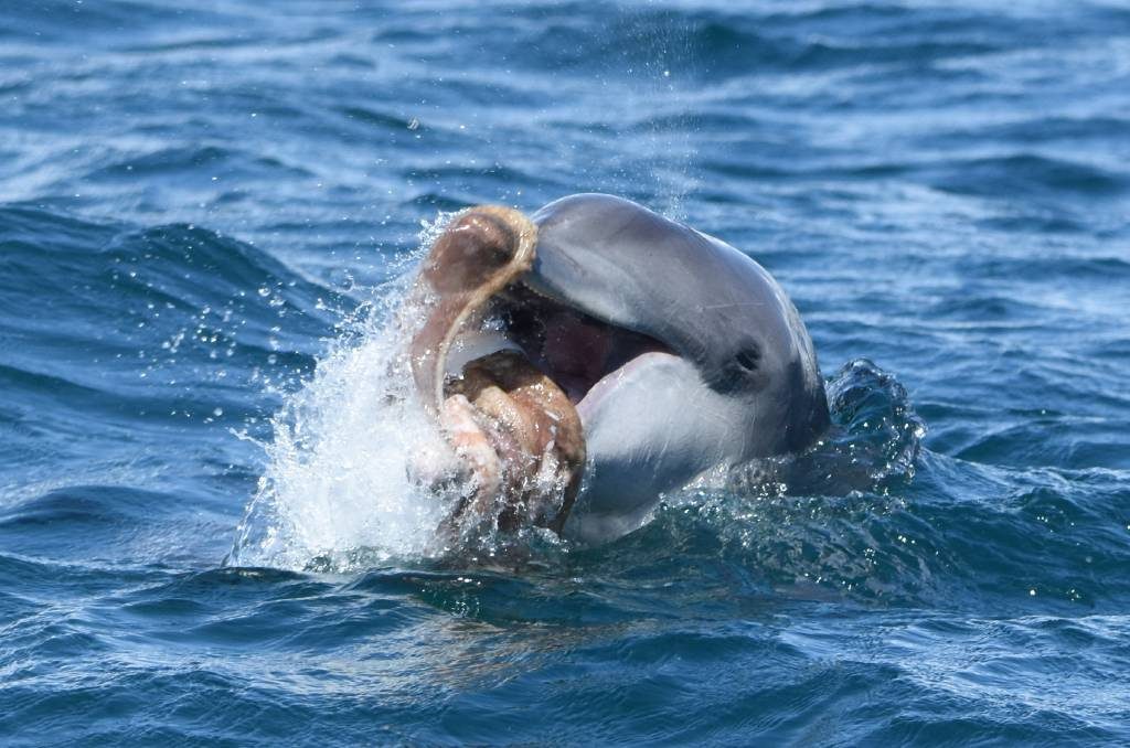 Comida de los delfines