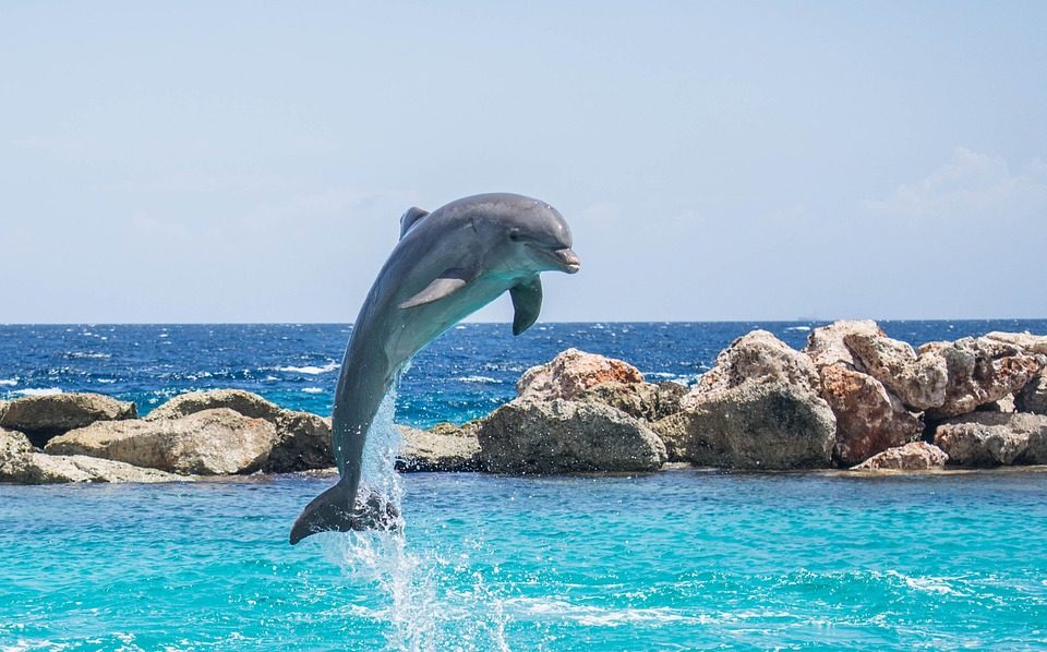 ¿Cuánto mide un delfín?
