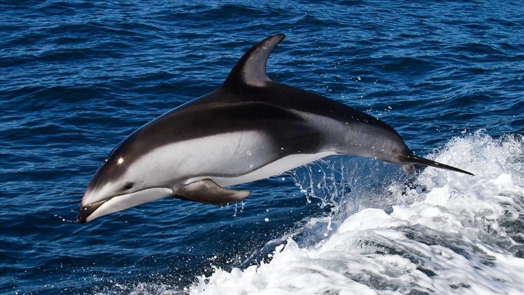 Cuánto vive un delfín