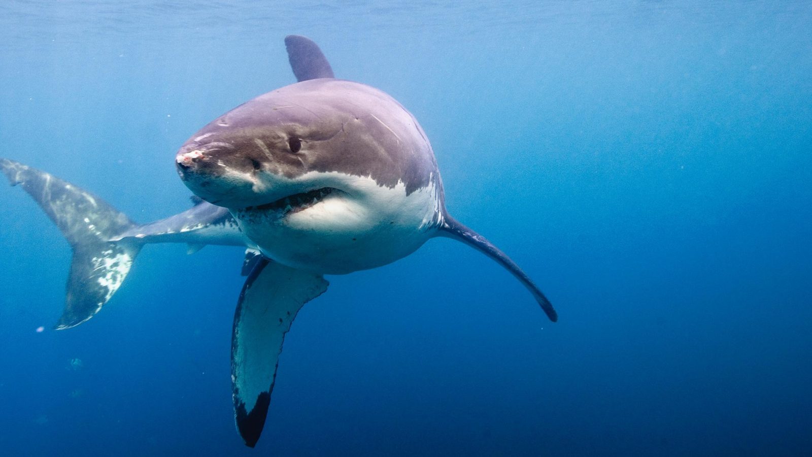 Cuerpo del tiburón blanco