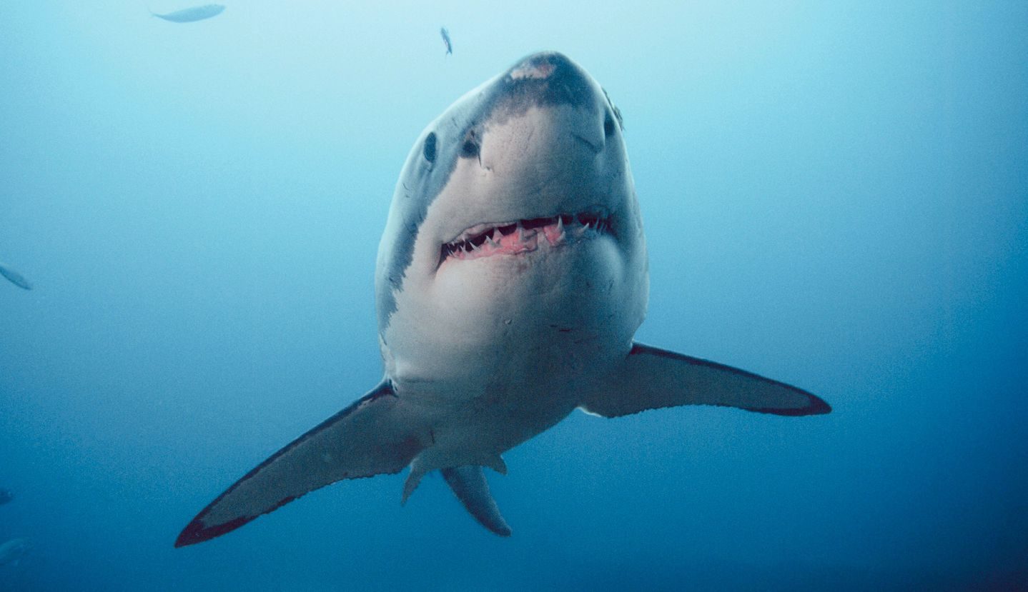 Cuerpo del tiburón