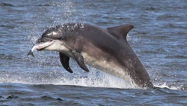 ¿De qué se alimentan los delfines?
