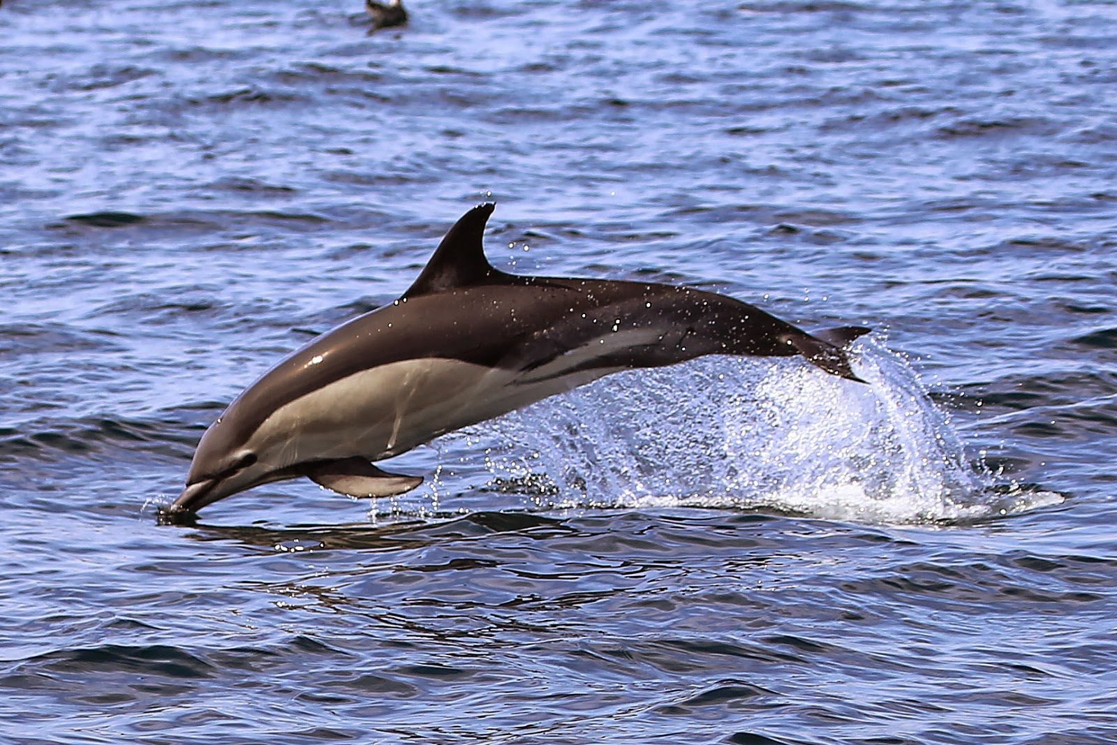 Delfín común saltando