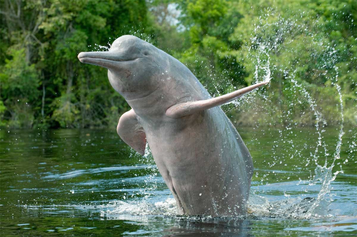 Delfín del Ganges