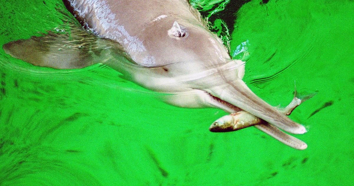 Delfín fluvial chino comiendo