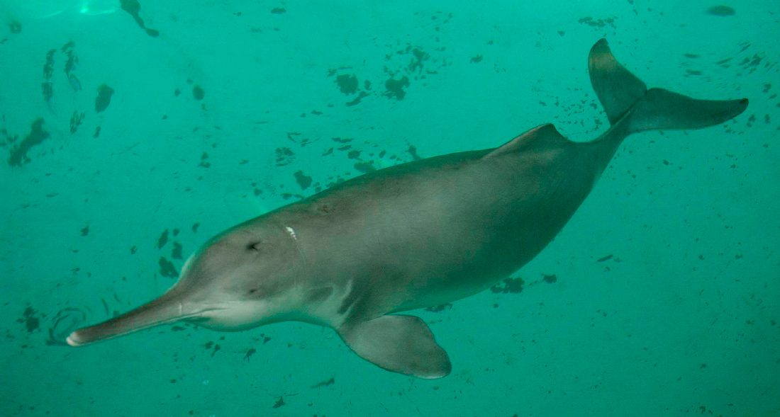 Delfín fluvial Chino o Lipotes Vexillifer