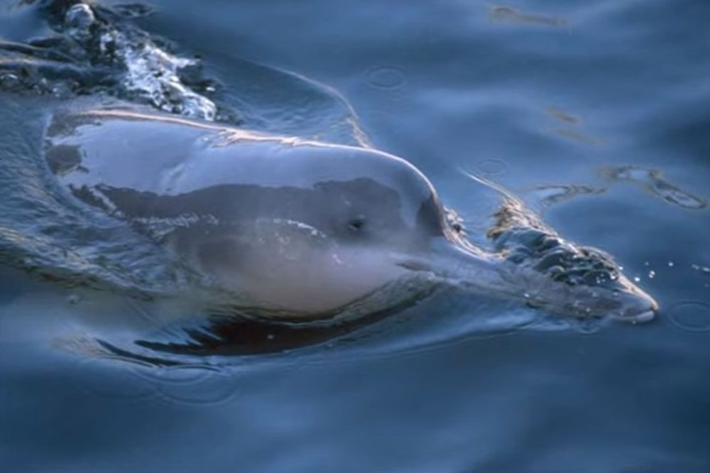 Delfín fluvial chino